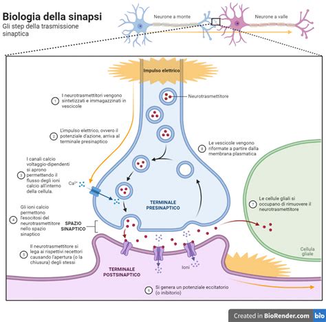 Sinapsi Silenti Per La Memorizzazione Negli Adulti Aula Di Scienze