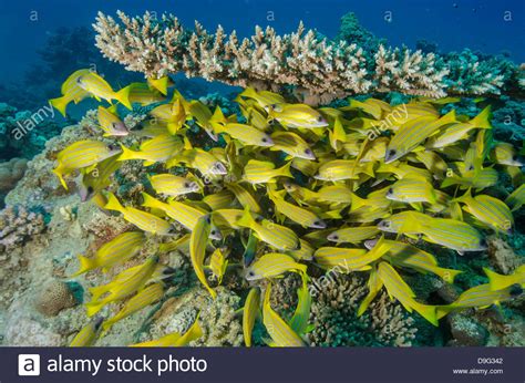 Yellow Striped Fish Hi Res Stock Photography And Images Alamy