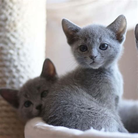 Russian Blue Kittens For Sale Russian Blue Cat For Sale