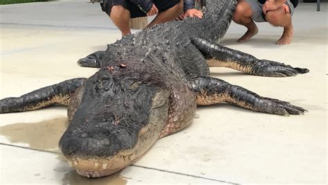 Alligator Hunters Bag Floridas Biggest Gator So Far