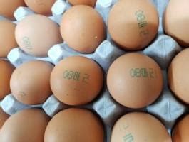 살충제 계란 기준초과 곳 소비자 불신 팽배 이그린뉴스