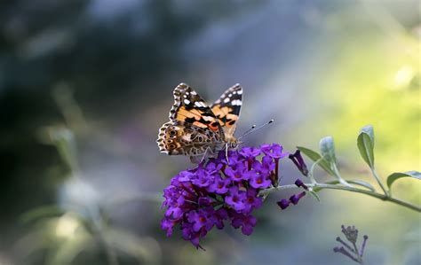 Animal Butterfly Hd Wallpapers Wallpaper Cave