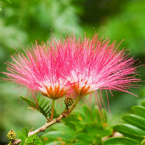 Cold Hardy Mimosa Trees For Sale