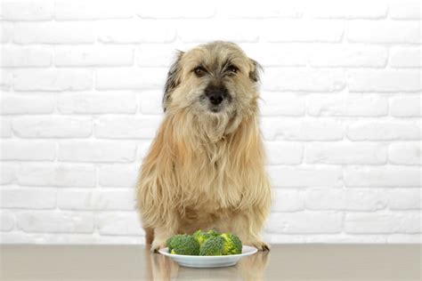 Is Broccoli Ok For Dogs To Eat