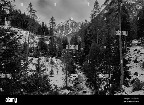 Grayscale Shot Of A Forested Mountain Covered In Snow Stock Photo Alamy