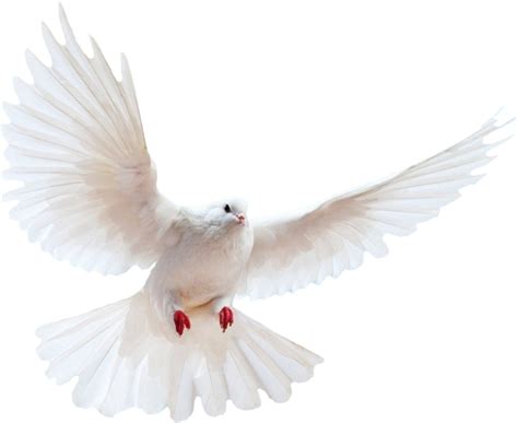 Изображение White Dove Transparent Backgroundpng Шарарам вики