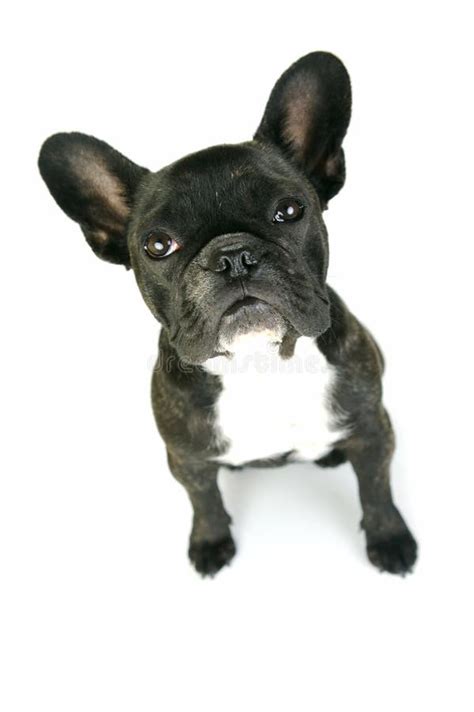 French Bulldog Stock Image Image Of Black Brindle Puppy 7828549