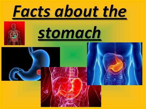 Facts About The Stomach The Human Stomach