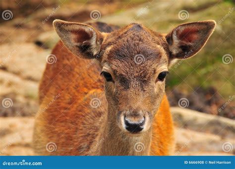Fawn Of Red Deer With Doe Eyes Stock Photo Image Of Cervus Fawn 6666908
