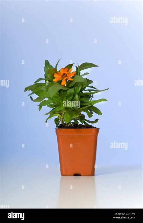 Small Flowering Plant In Pot Against Blue Background Stock Photo Alamy