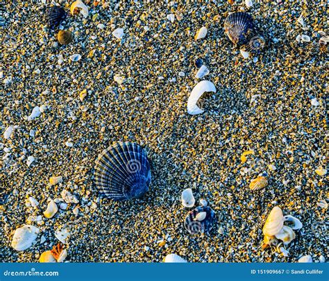 Natural Display Of Scallop Shells On The Beach Stock Image Image Of