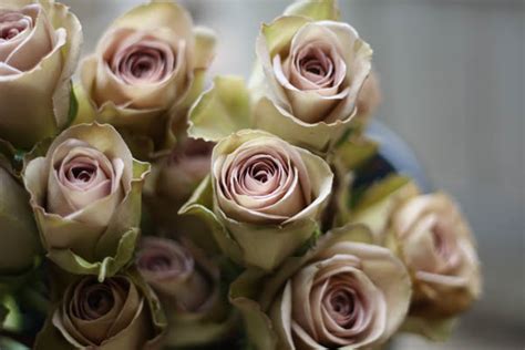 Dusky Pink Roses The Wedding Of My Dreamsthe Wedding Of My Dreams