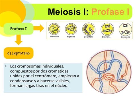 Resultado De Imagen Para La Meiosis Profase 1 Ciclo Celular La