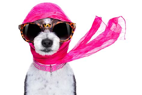 Tips For Dressing Your Dog In The Colombo Dog Fashion Show The Colombo