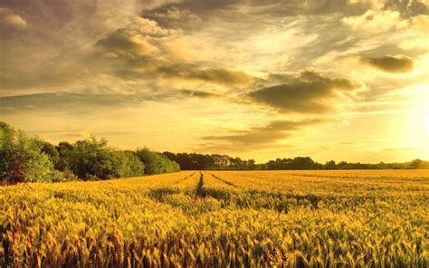 Wheat Field In The Sunrise Wallpaper Nature And Landscape Wallpaper
