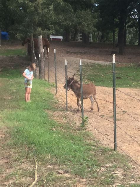 Pin By Carolyn Cravens On My Grandkids With My Mini Donkey And Horses