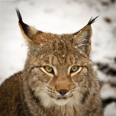 Lynx Portrait Another Picture From A Lynx In Snow Cloudtail The Snow Leopard Flickr