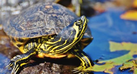 If this is the case, don't worry. How Long Can Turtles Go Without Eating? [Useful Tips ...