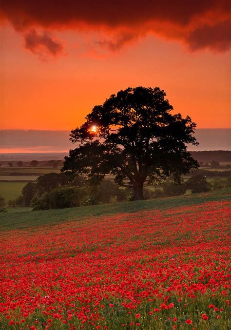 Poppy Field Sunset In Oxfordshire England Beautiful Nature