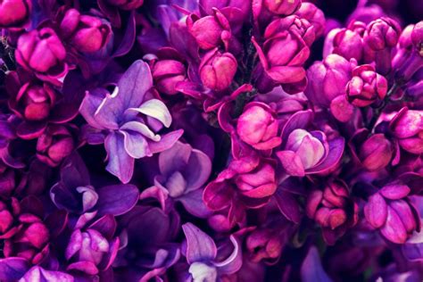 Images Violet Macro Lilac Flowers Closeup 600x400