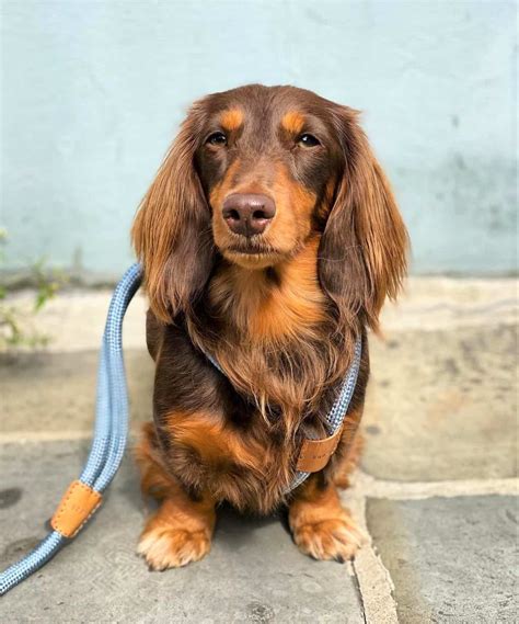 Long Haired Miniature Dachshund The Ultimate Purebred Icon
