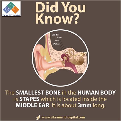 The Stapes Is One Of The Ossicles Found In The Middle Ear It Is The Smallest And Lightest Bone