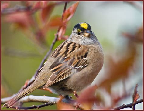 Golden Crowned Sparrow Bair Island