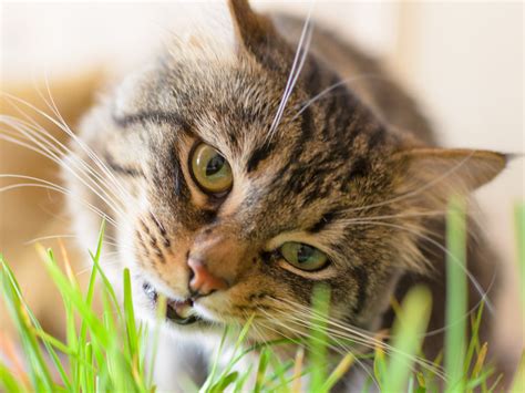 Cats Eating Grass Why Do Cats Eat Grass Readers Digest