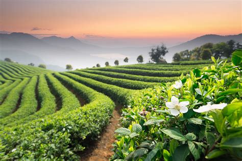 Popular Tea Plantation In India History Combo