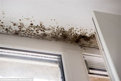 Have you ever noticed that, when you wake up in the morning, your bedroom windows are steamed up? What will stop condensation and black mould by my windows ...