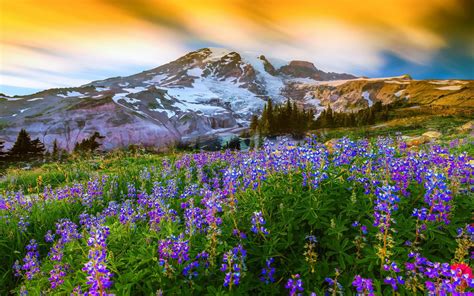 Spring Flowers In The Mountains Image Abyss