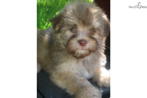 We are dedicated to breeding healthy happy puppies with great. Akc Chocolate Sable : Havanese puppy for sale near Buffalo ...