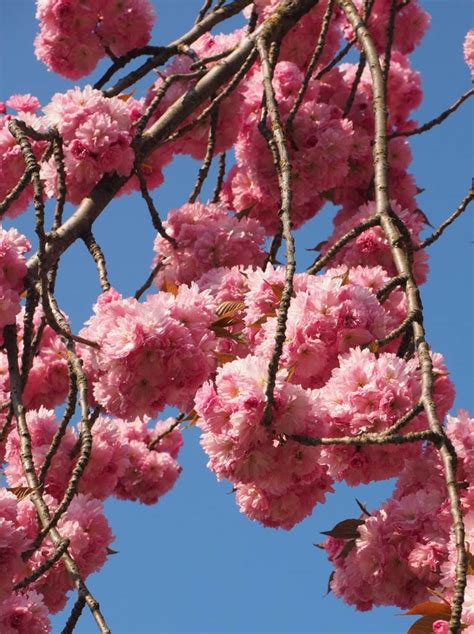 Japanese Cherry Tree Images ~ Cherry Tree In Full Bloom Bocorawasuoro