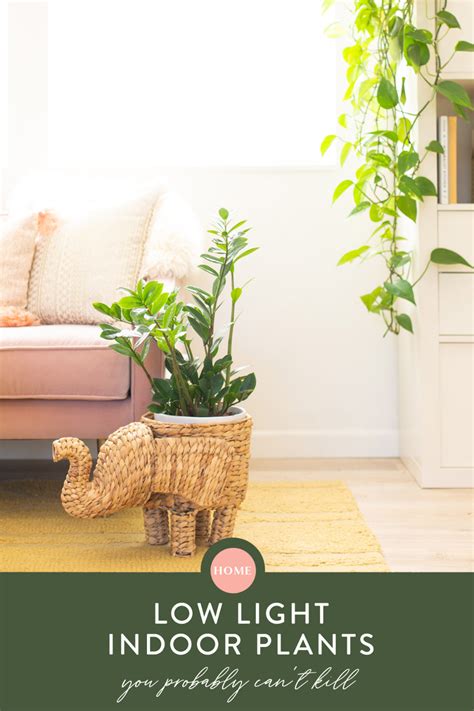We did not find results for: Twelve Low Light Indoor Plants You Probably Can't Kill ...