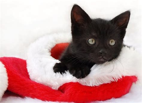 Black Kitten In A Santa Hat By Sarahnewton Redbubble