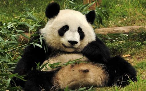 Pandas Which Are Basically Giant Poop Machines May Inadvertently Help