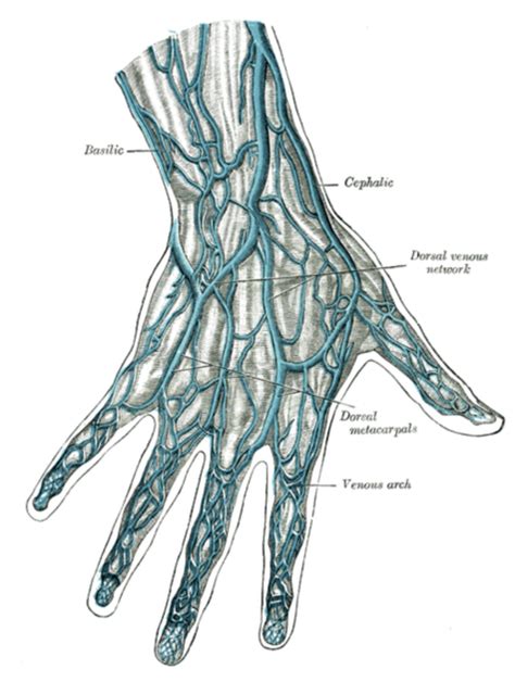 Hands Veins Anatomy Art