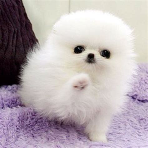 88 White Fluffy Baby Pomeranian L2sanpiero