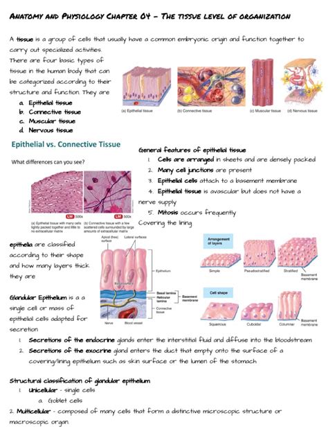 Anatomy And Physiology Chapter 04 The Tissue Level Of Organization