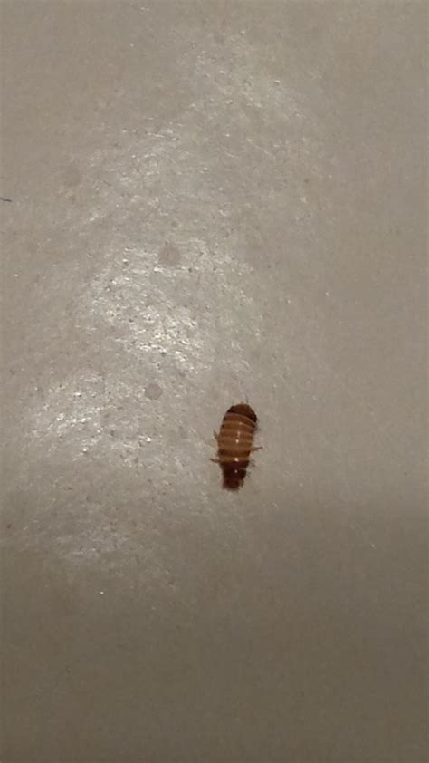 Small Bugs Found In Bedrooms