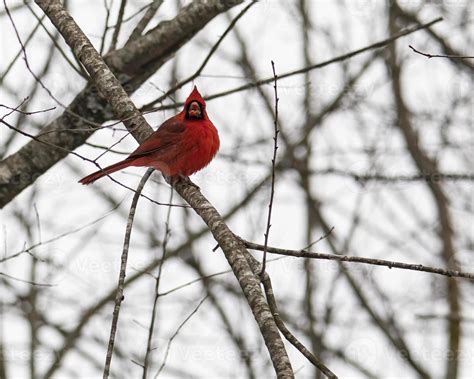 Male Cardinal Singing On Tree Limb 5480670 Stock Photo At Vecteezy