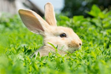 Treating Ear Mites In Rabbit Ears Thriftyfun