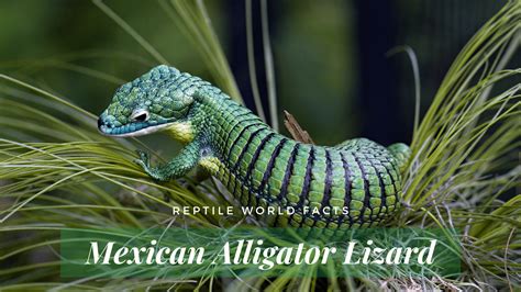 Top 10 Mexican Alligator Lizard Facts A Very Beautifully Green Lizard