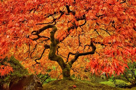 Japanese Maple Tree Care And Growing Tips Uk