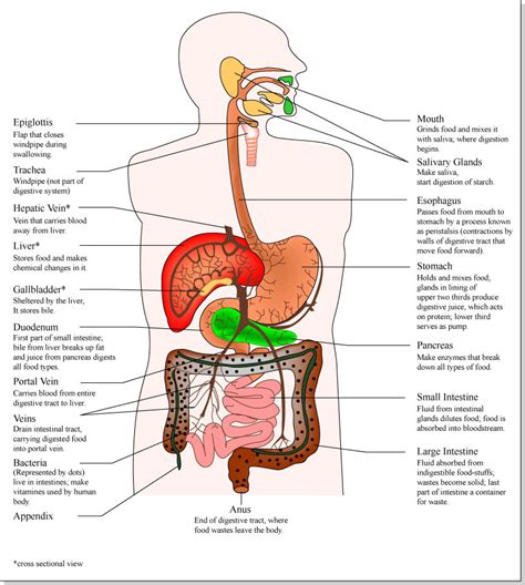 At the level of the pelvic bones, the abdomen. Male Internal Organs Diagram - ClipArt Best