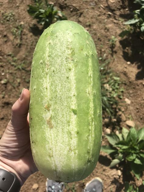 One Big Cucumber My Wifes Hand Is Normal Size Rvegetablegardening