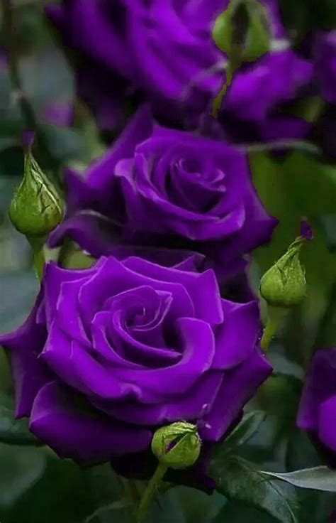 ڿڰۣ 𝓟𝓾𝓻𝓹𝓵𝒆 ℛ𝓸𝓼𝒆 ڿڰۣ Purple Roses Beautiful Flowers Purple Flowers
