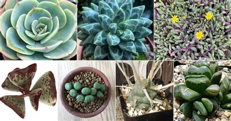 10 Rare And Unusual Indoor Succulents With Pictures
