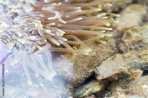 Sea Anemones Are A Group Of Marinesea Anemones Are Classified In The