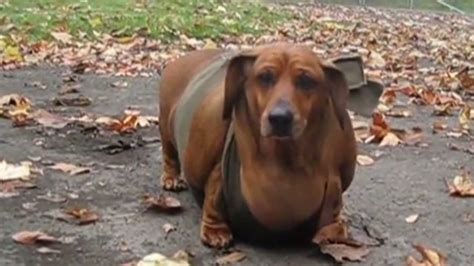 Obese Wiener Dog Gets Tummy Tuck Cnn Video